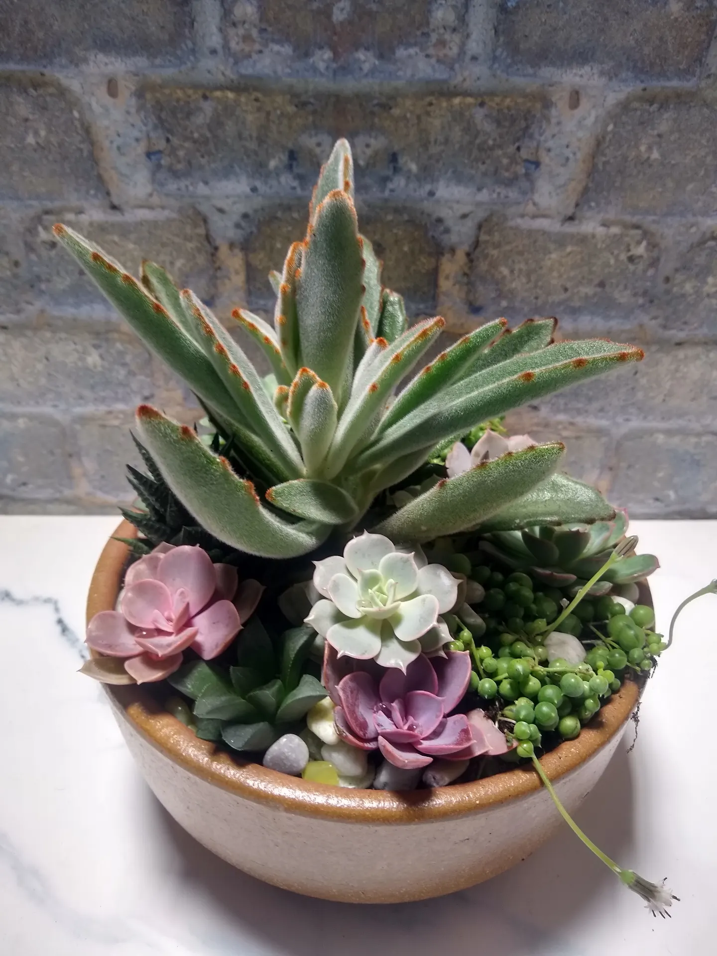 Mixed succulents arranged in a ceramic dish