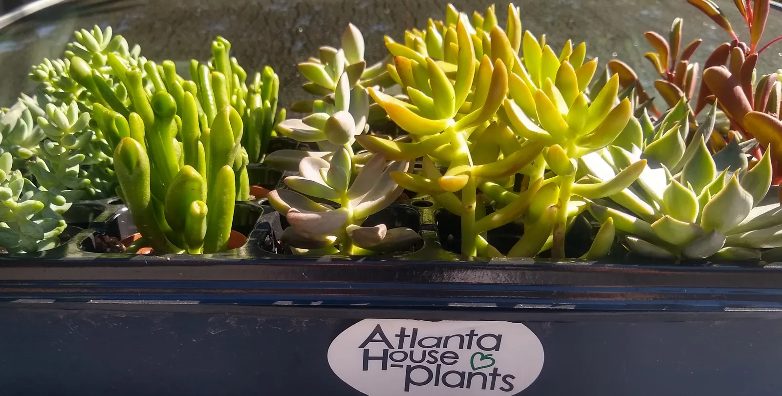 Tray of succulents ready for corporate delivery
