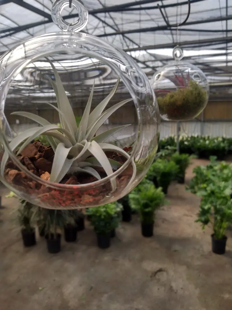 Air plant in a glass globe