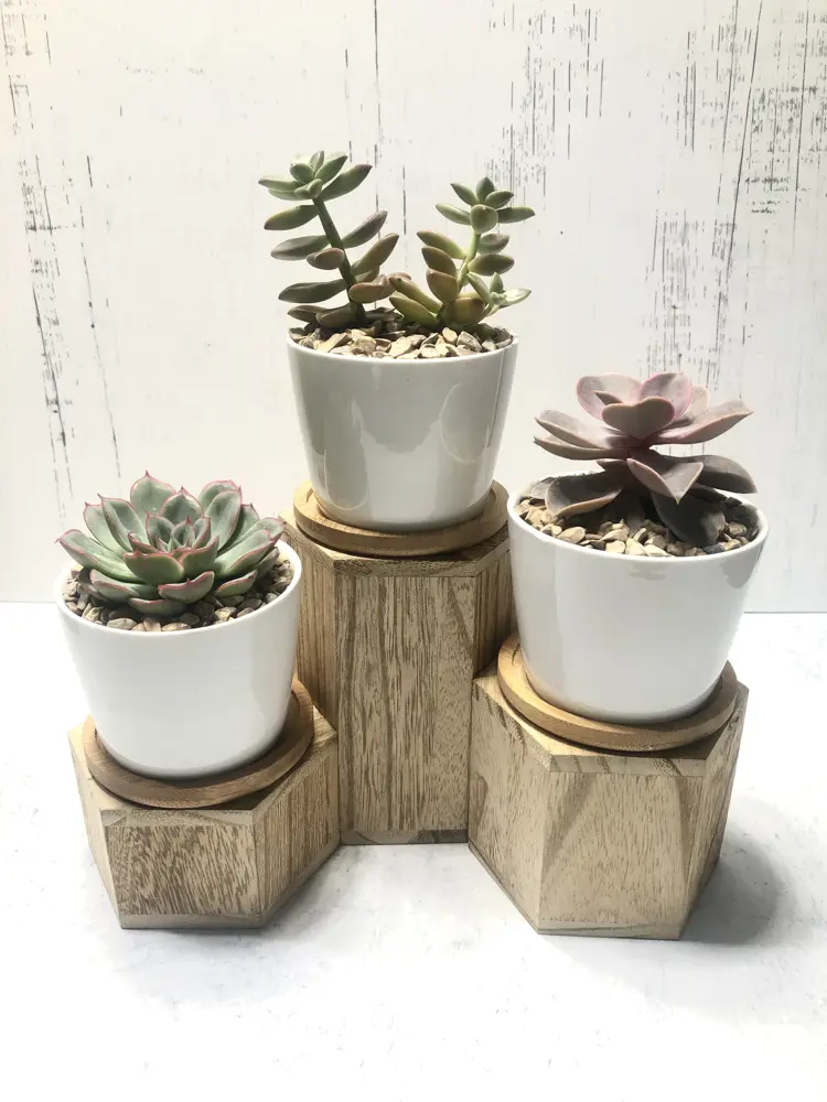 Succulent trio on wood stands