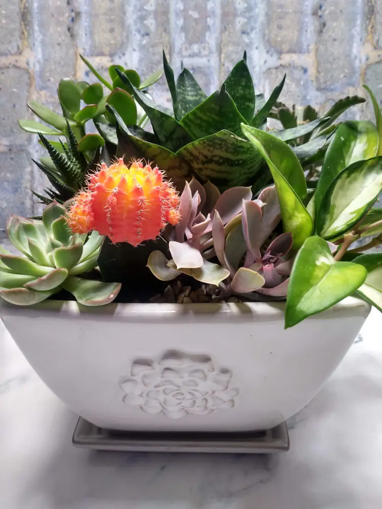 Succulent planter with moon cactus