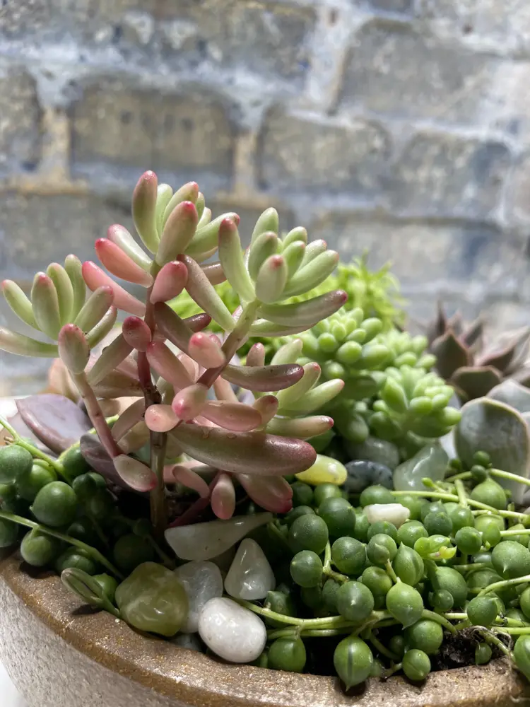 Trailing succulent dish