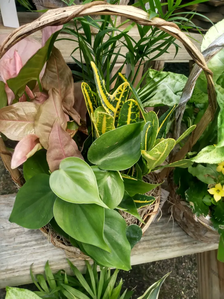 Basket garden with pink syngonium