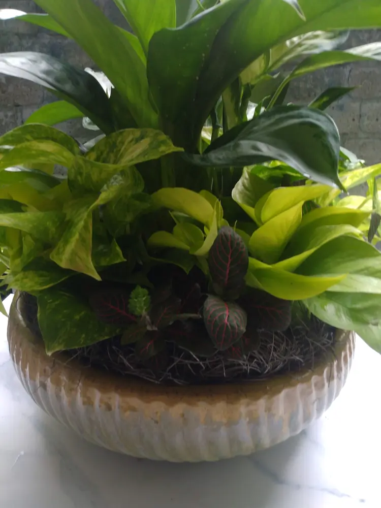 Dish garden in a stoneware bowl