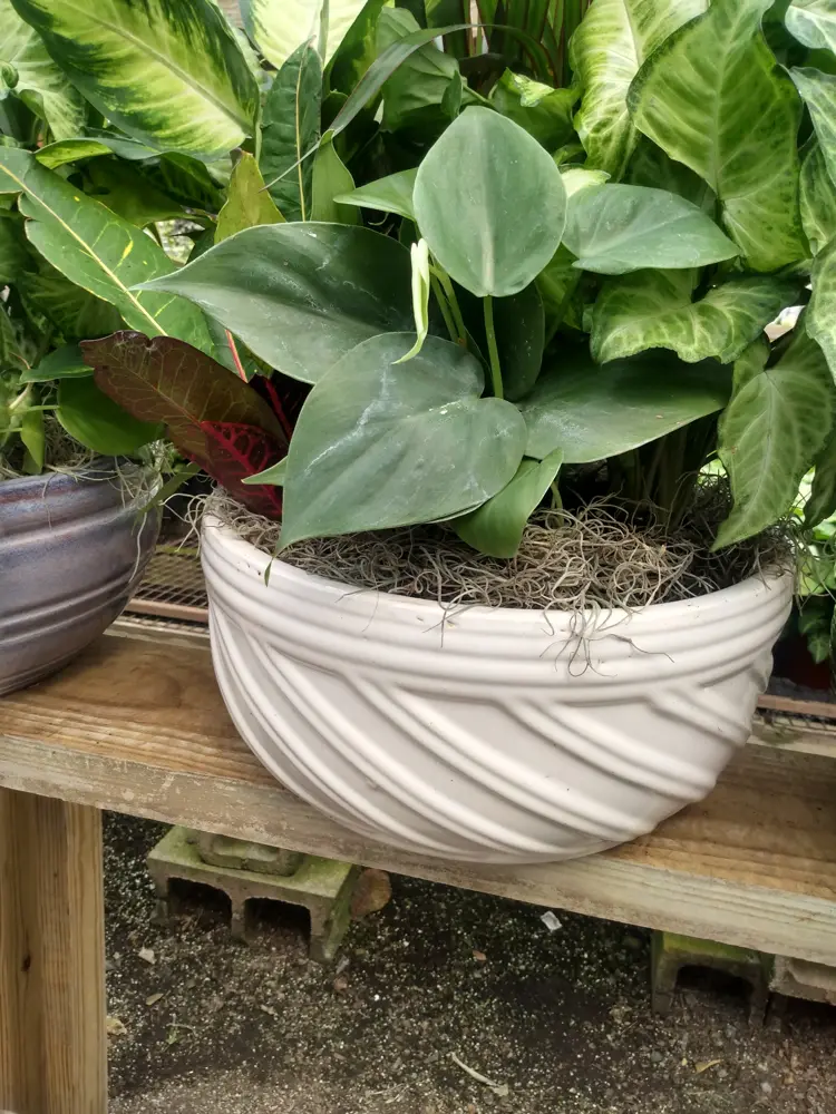 Dish garden in a white swirl bowl