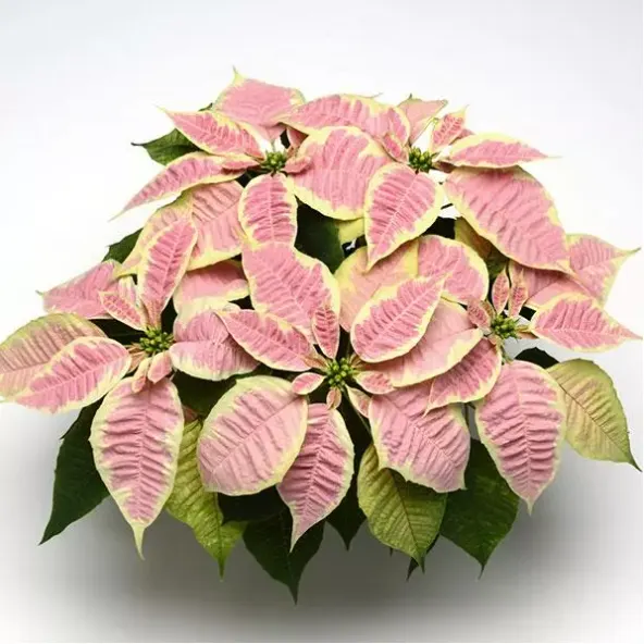 Marble poinsettia