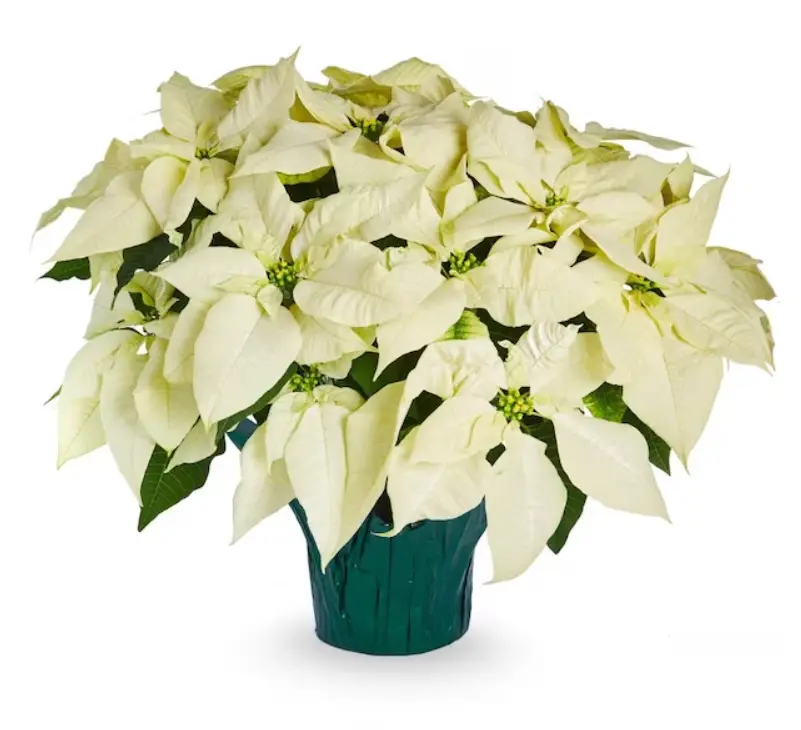 White poinsettia holiday gift