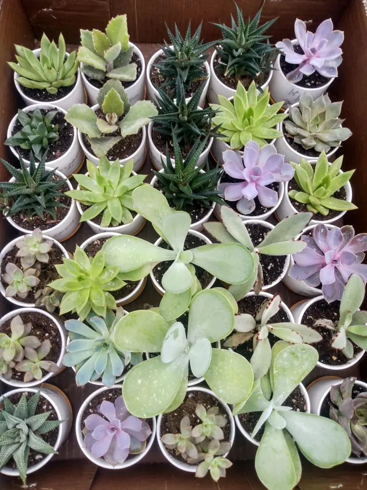 A box of 2" succulents, ready to hand out