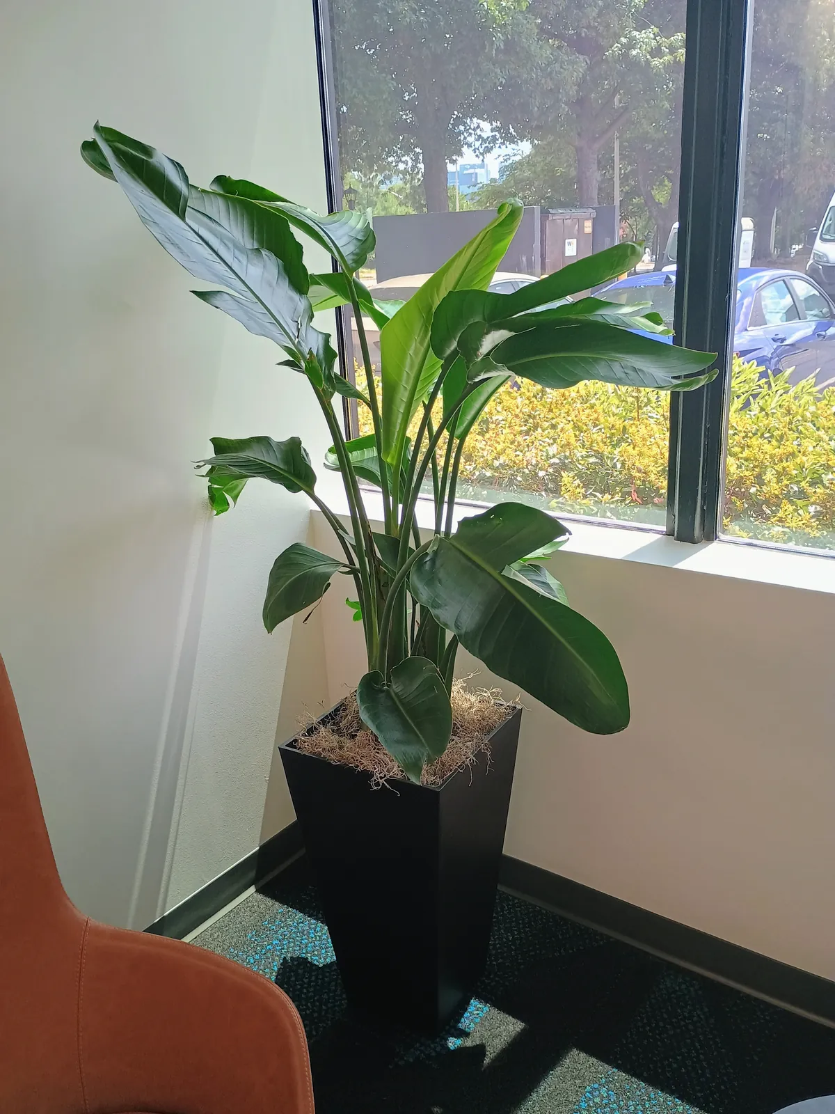 Bird of paradise in a tall black tapered planter in the corner of an office beside a window