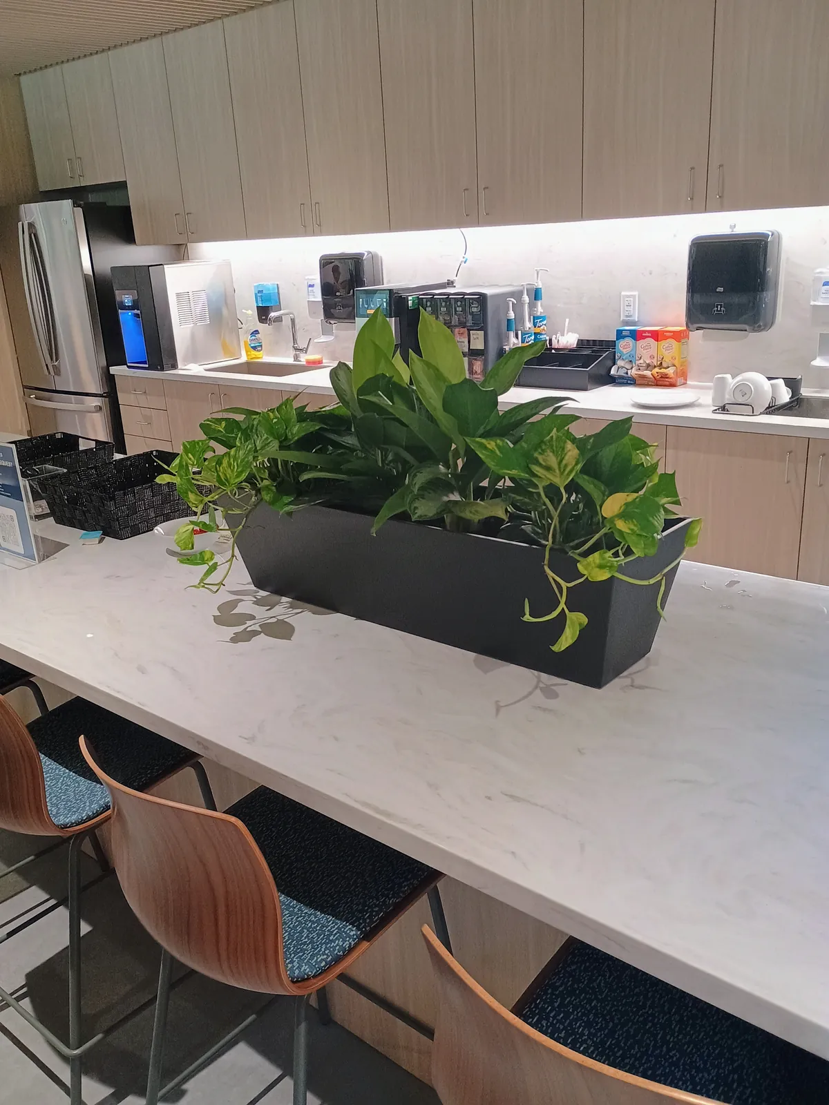 Long black planter of mixed green plants on an office break-room counter