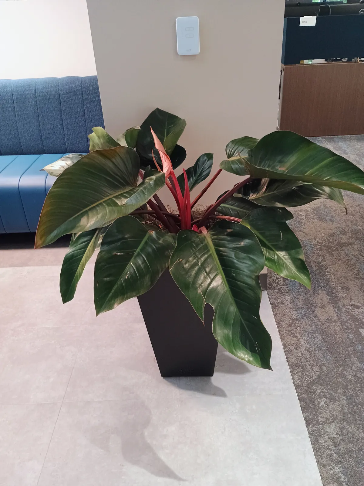 Green Congo philodendron in a black tapered planter in an office lounge