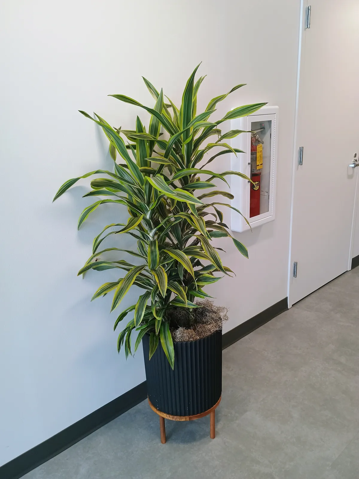 Dracaena lemon lime on a wood stand in an office hallway