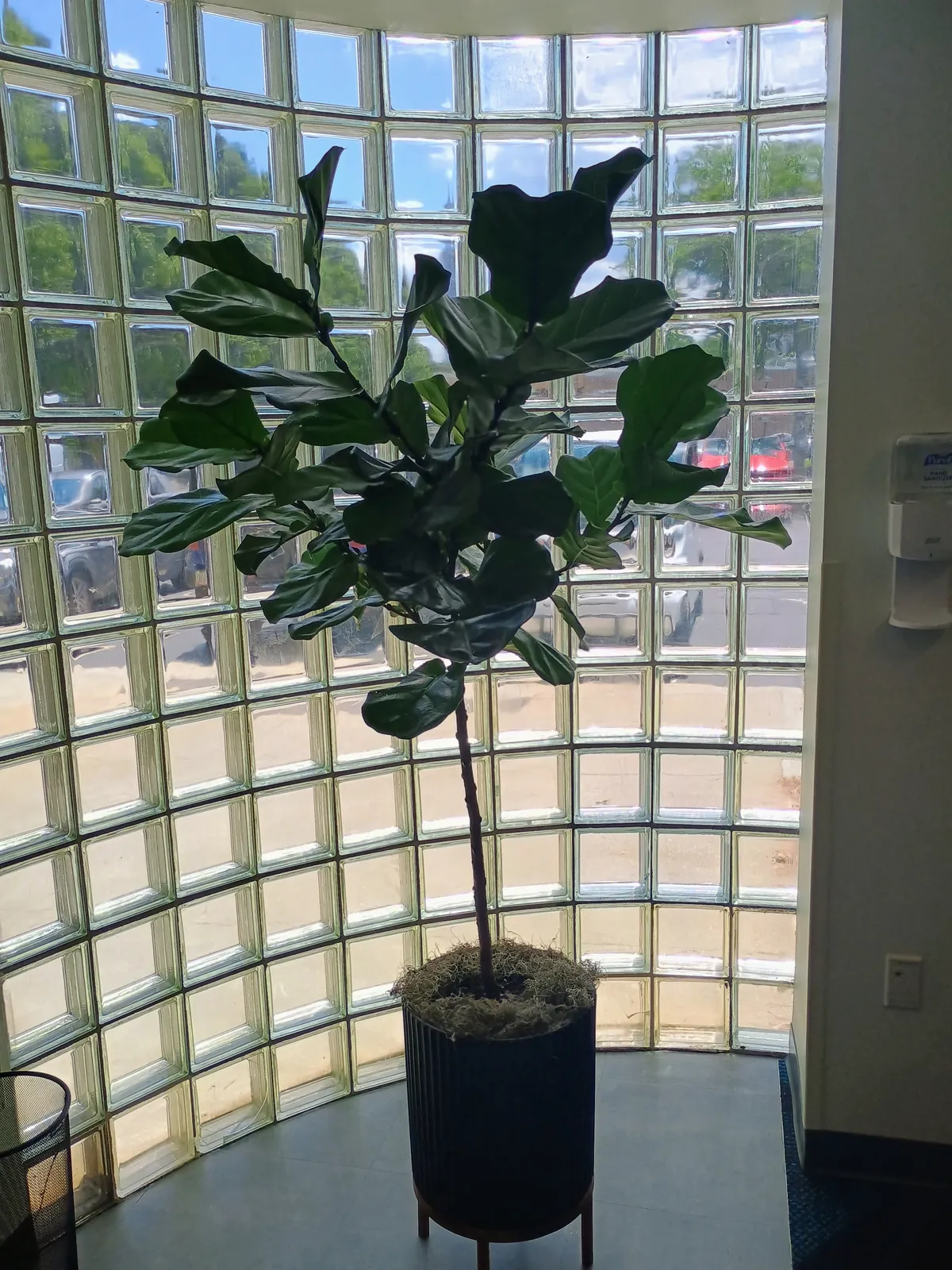 Fiddle leaf fig in a black fluted planter on a wood stand, in front of a curved glass-block wall in an office lobby