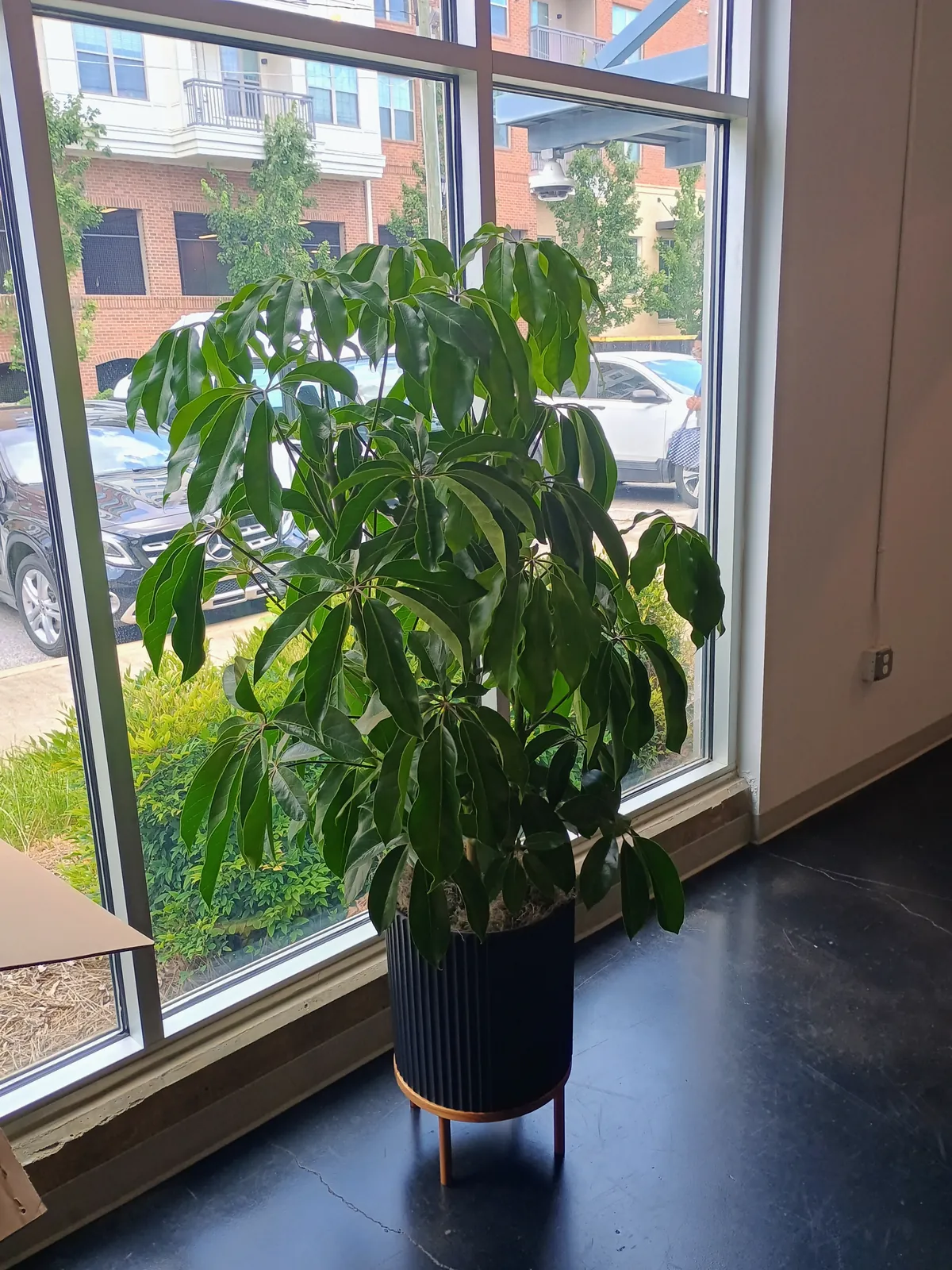 Schefflera amate in a black fluted planter on a wood stand beside a large office window
