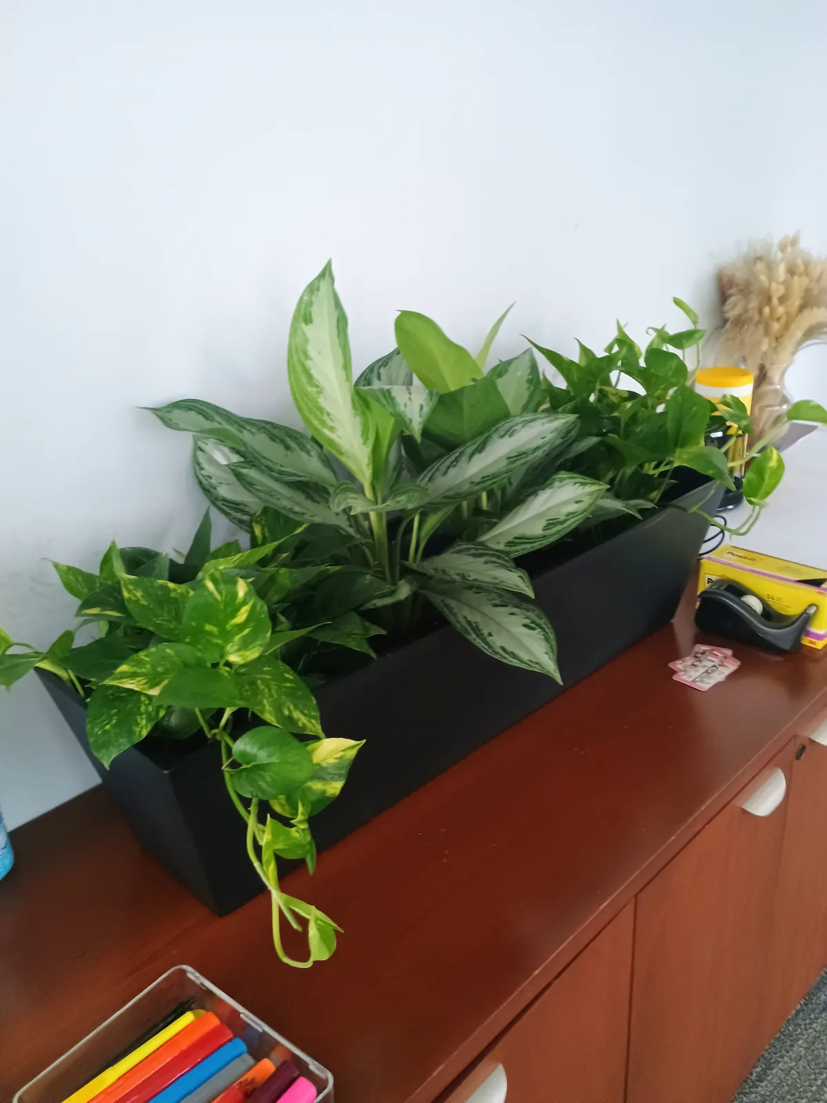 Low black planter with aglaonema and golden pothos on a cherry wood credenza