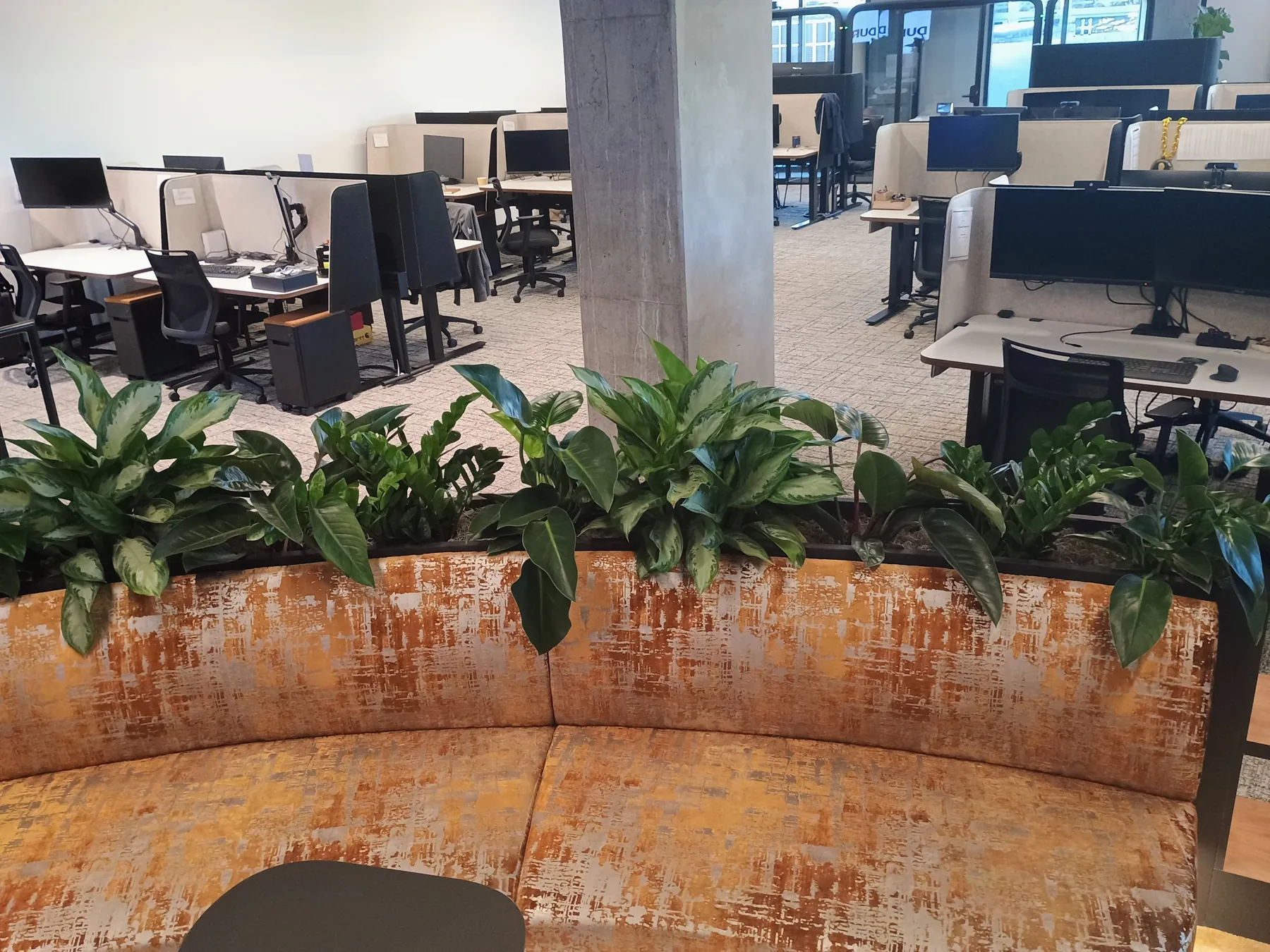 Aglaonema planted along the back of a curved copper-toned banquette in an open office