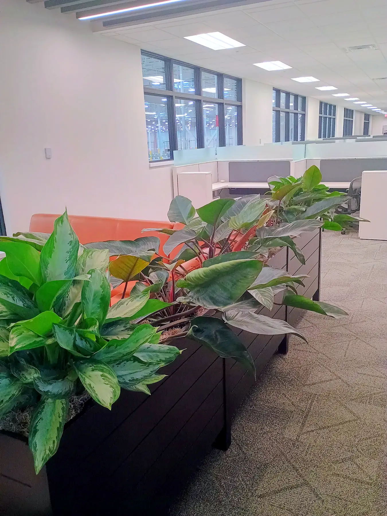 Aglaonema in a long black planter dividing open-office workstations