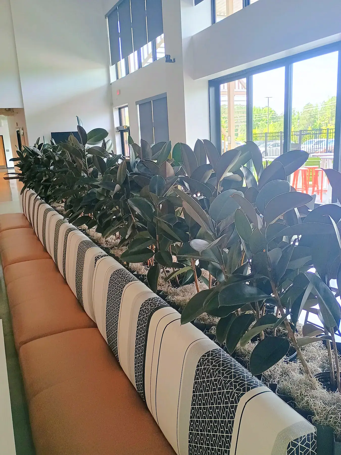 Rubber plant divider behind banquette seating in a café