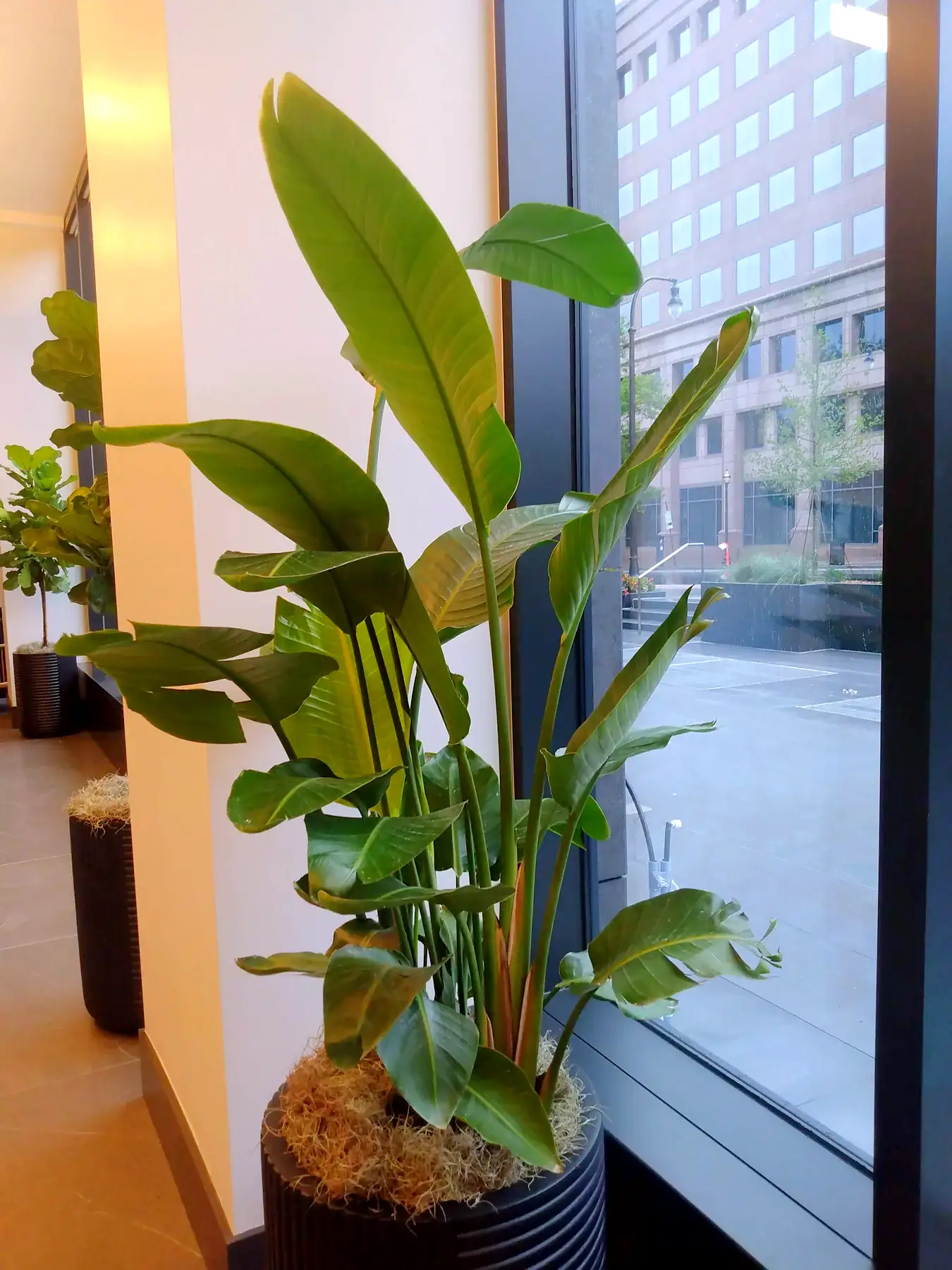 Bird of paradise in a black planter at a lobby window