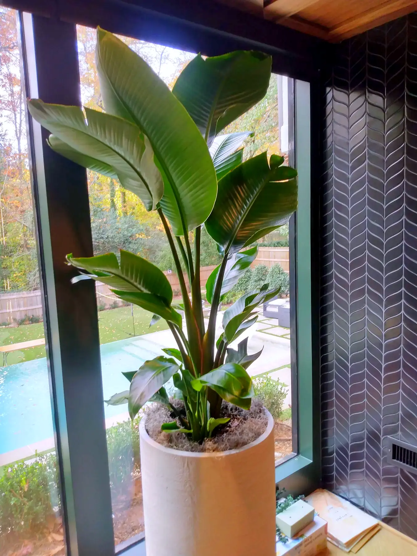 Bird of paradise in a planter beside windows overlooking a pool
