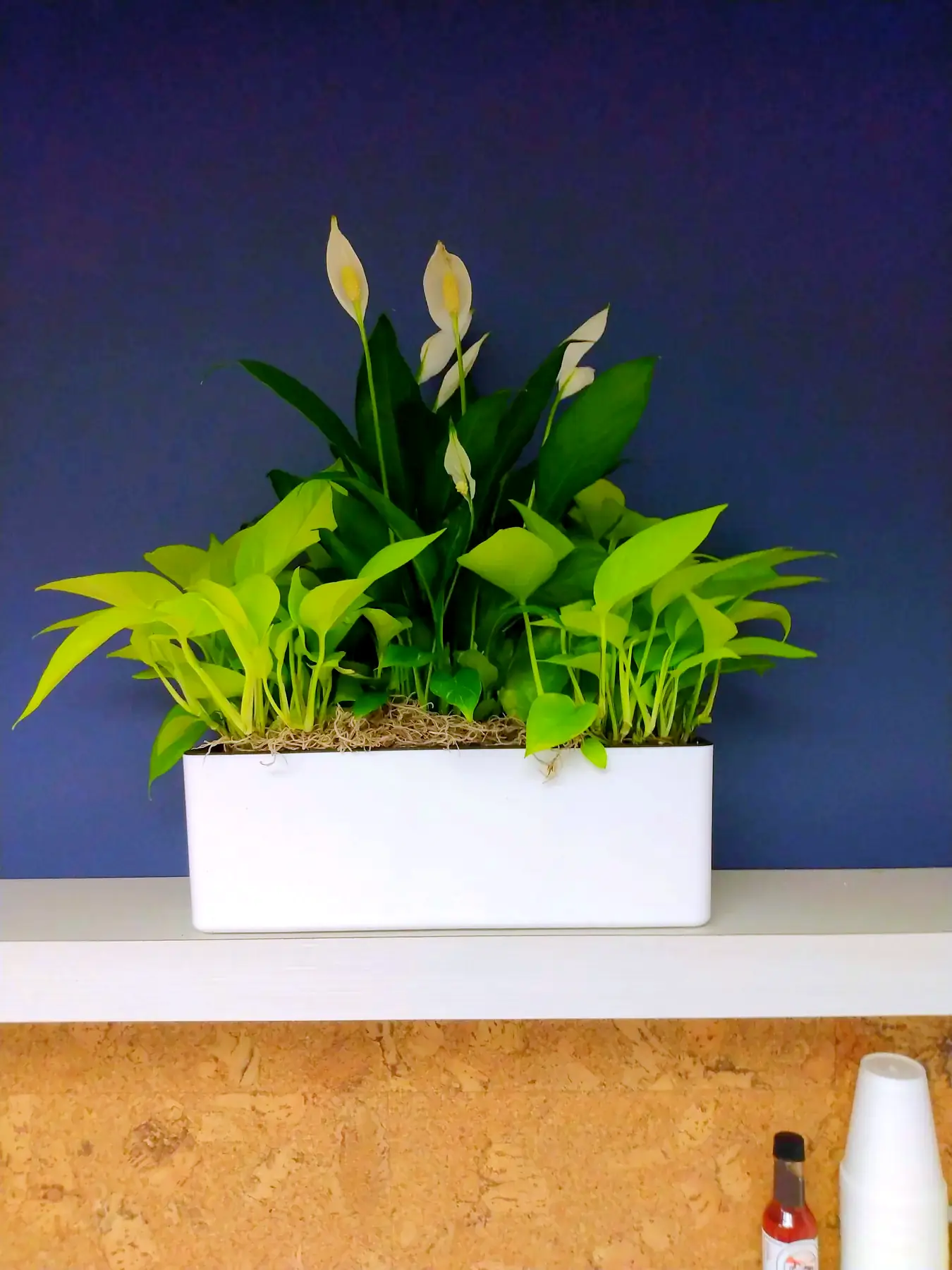 Peace lilies and pothos in white planters on a break-room shelf