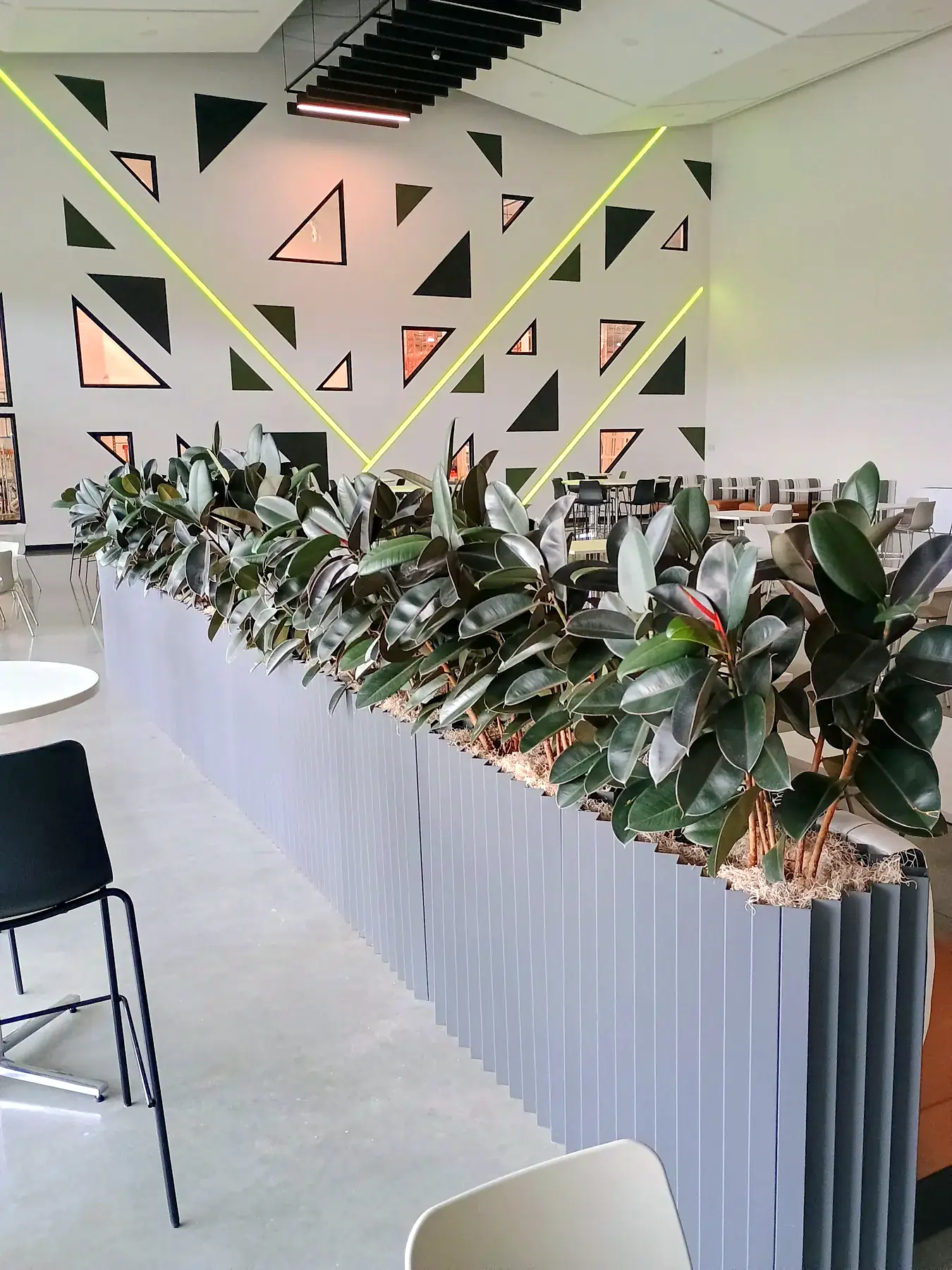 Rubber plant divider in front of a geometric feature wall in a café