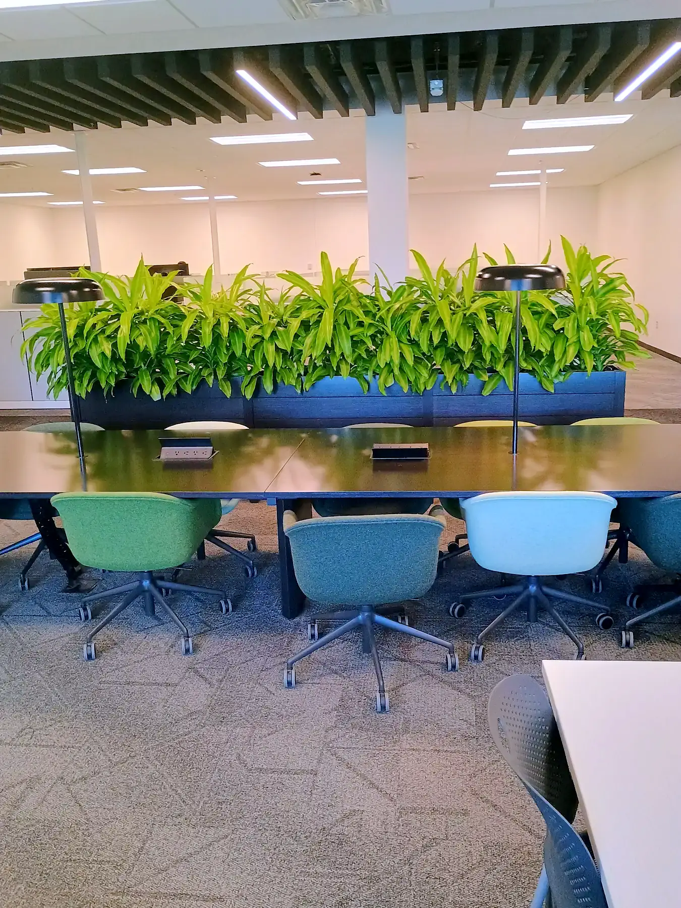 Long planter of dracaena down the center of a conference room