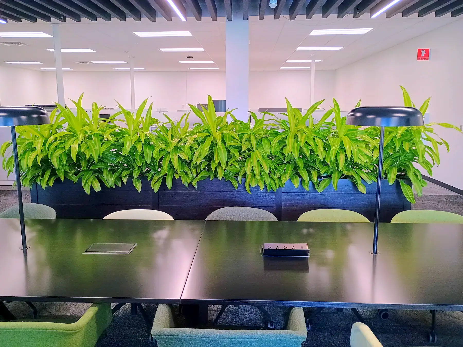 Long planter of lemon-lime dracaena running the length of a conference table in a bright office