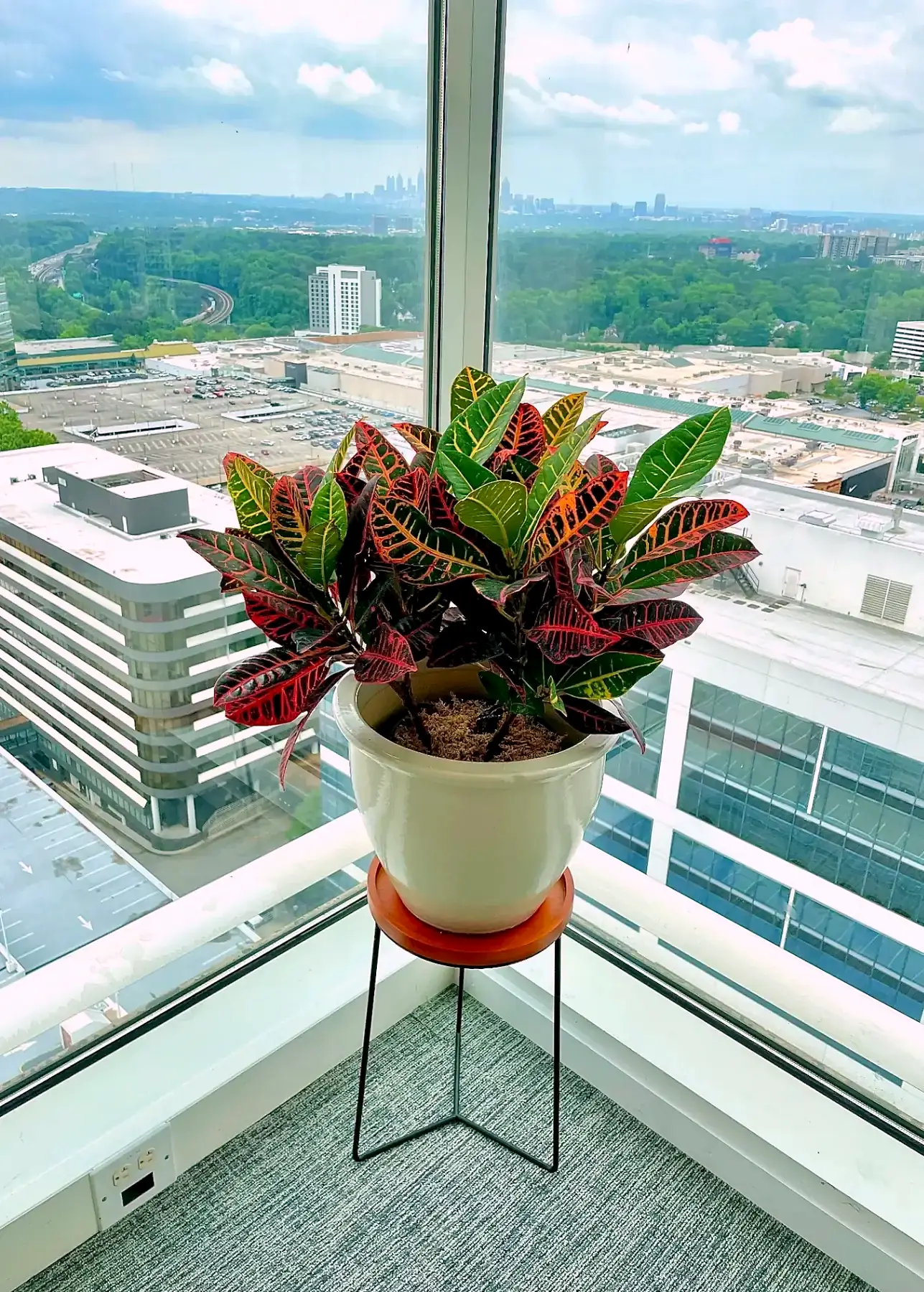 Croton in a white pot on a stand at a high-rise window over the city