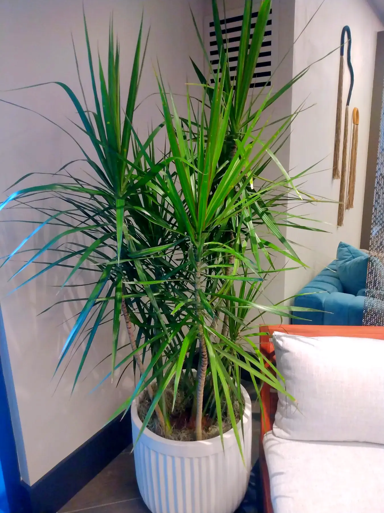 Dracaena marginata in a white fluted planter beside lobby seating