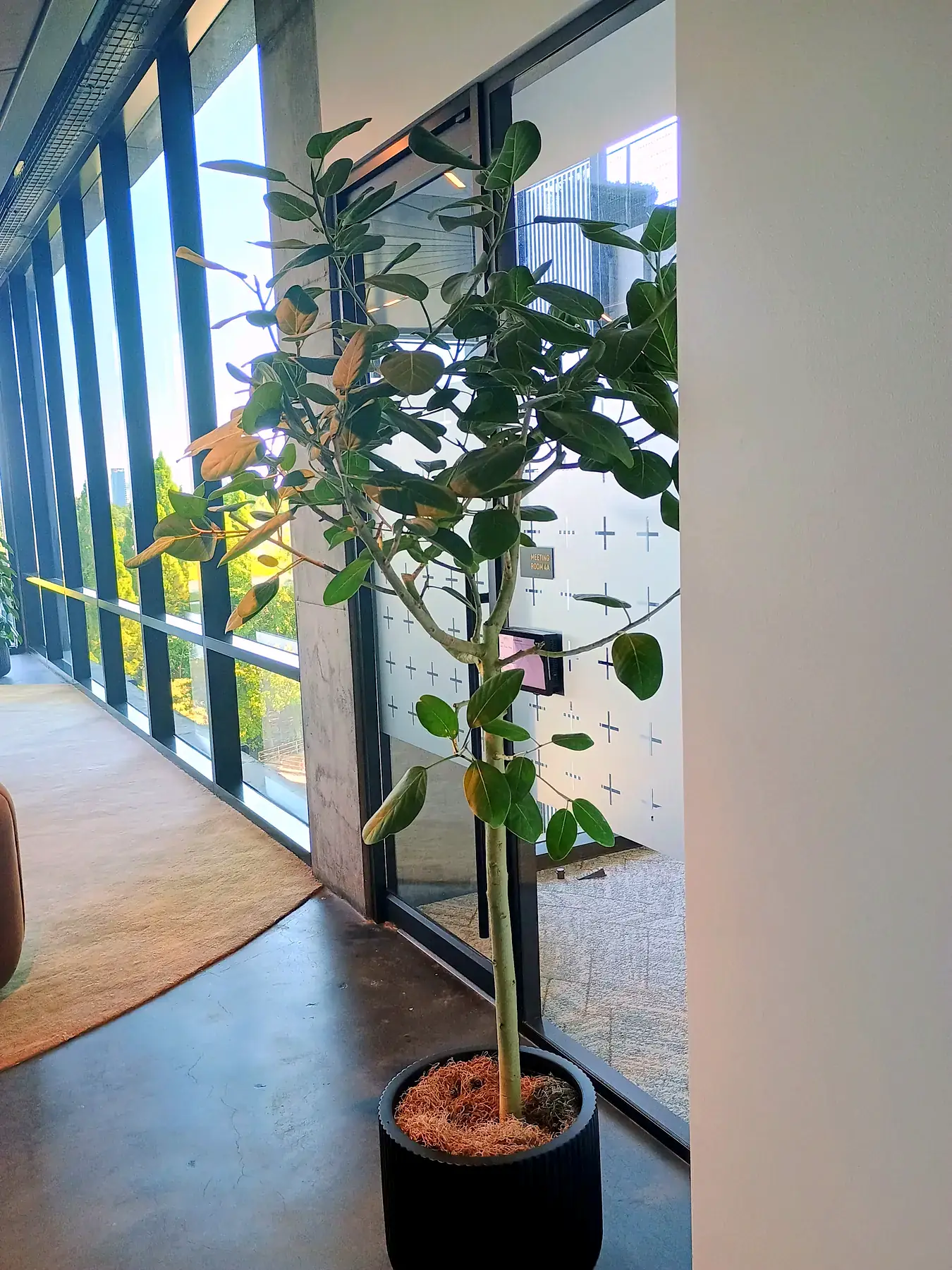 Ficus tree in a black planter beside a glass entry