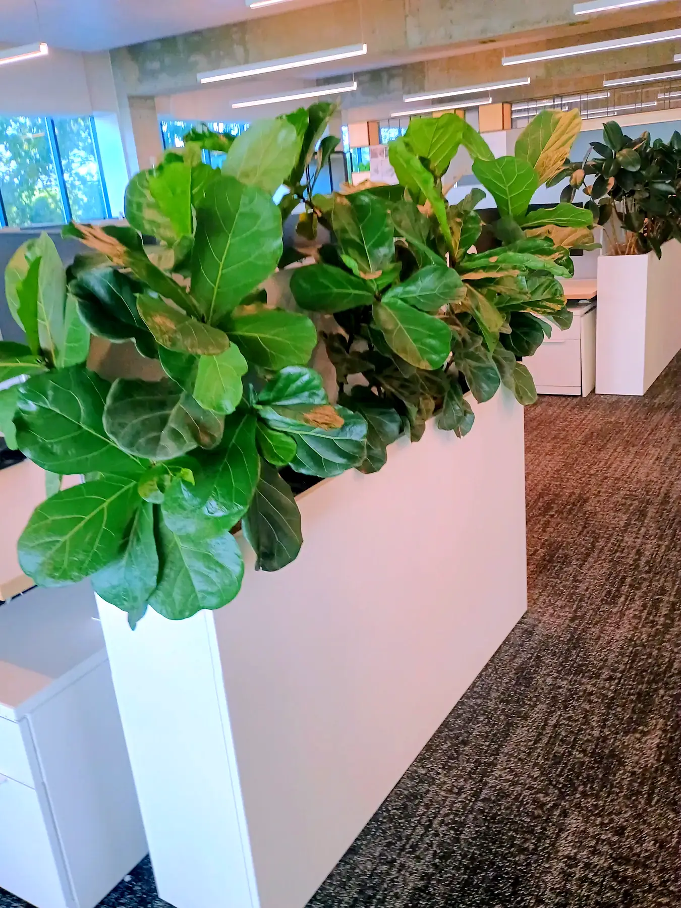 Fiddle leaf figs in a tall planter dividing an open office