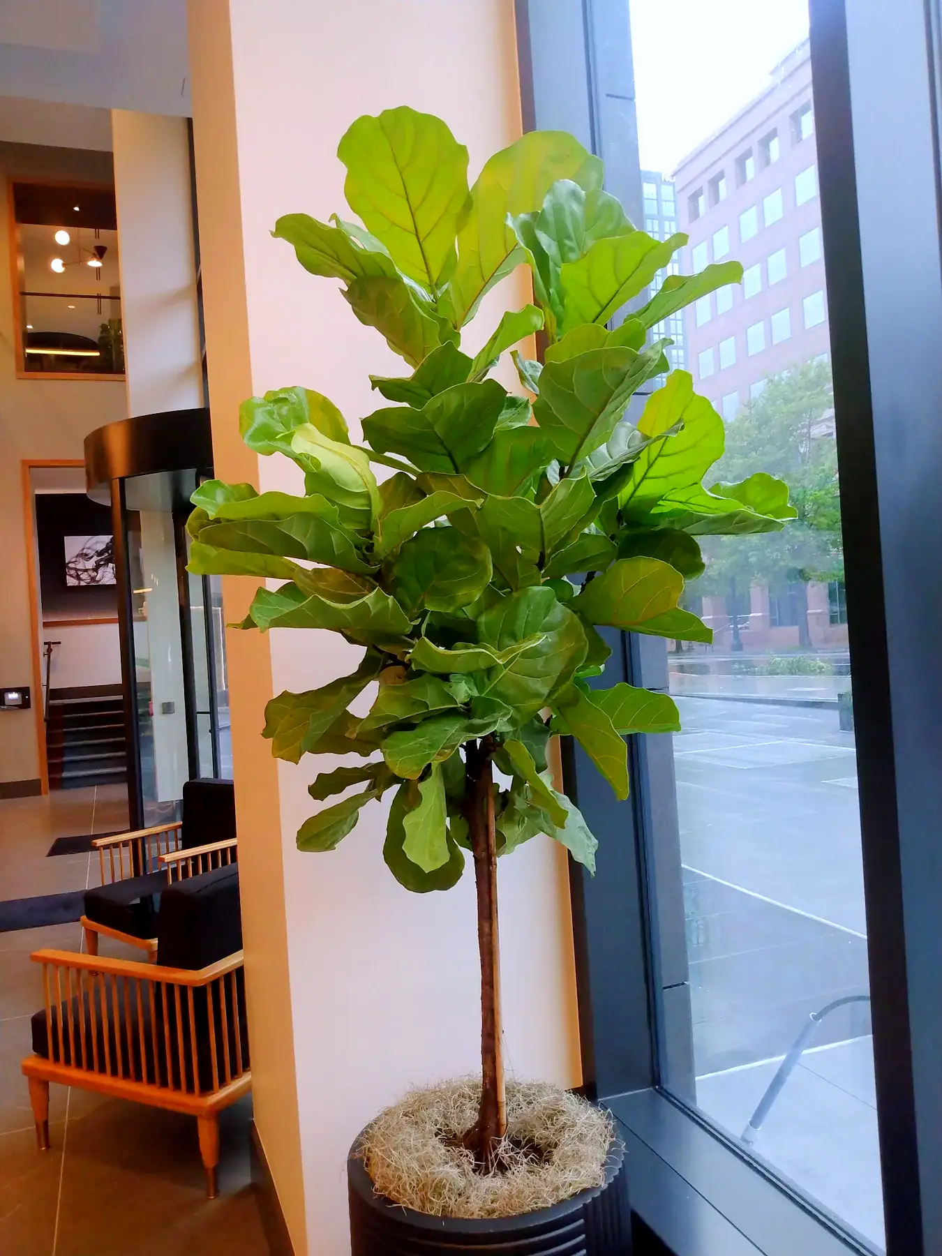 Fiddle leaf fig tree beside lobby windows overlooking the street