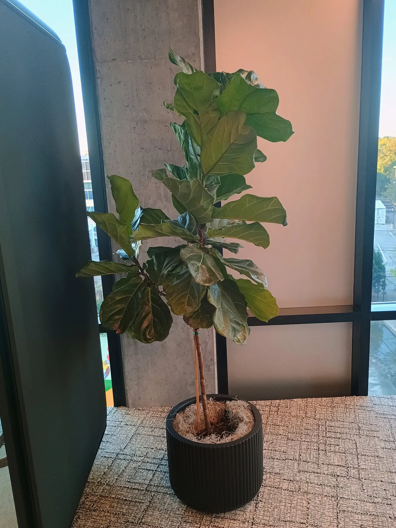 Fiddle leaf fig in a ribbed black planter beside an office window
