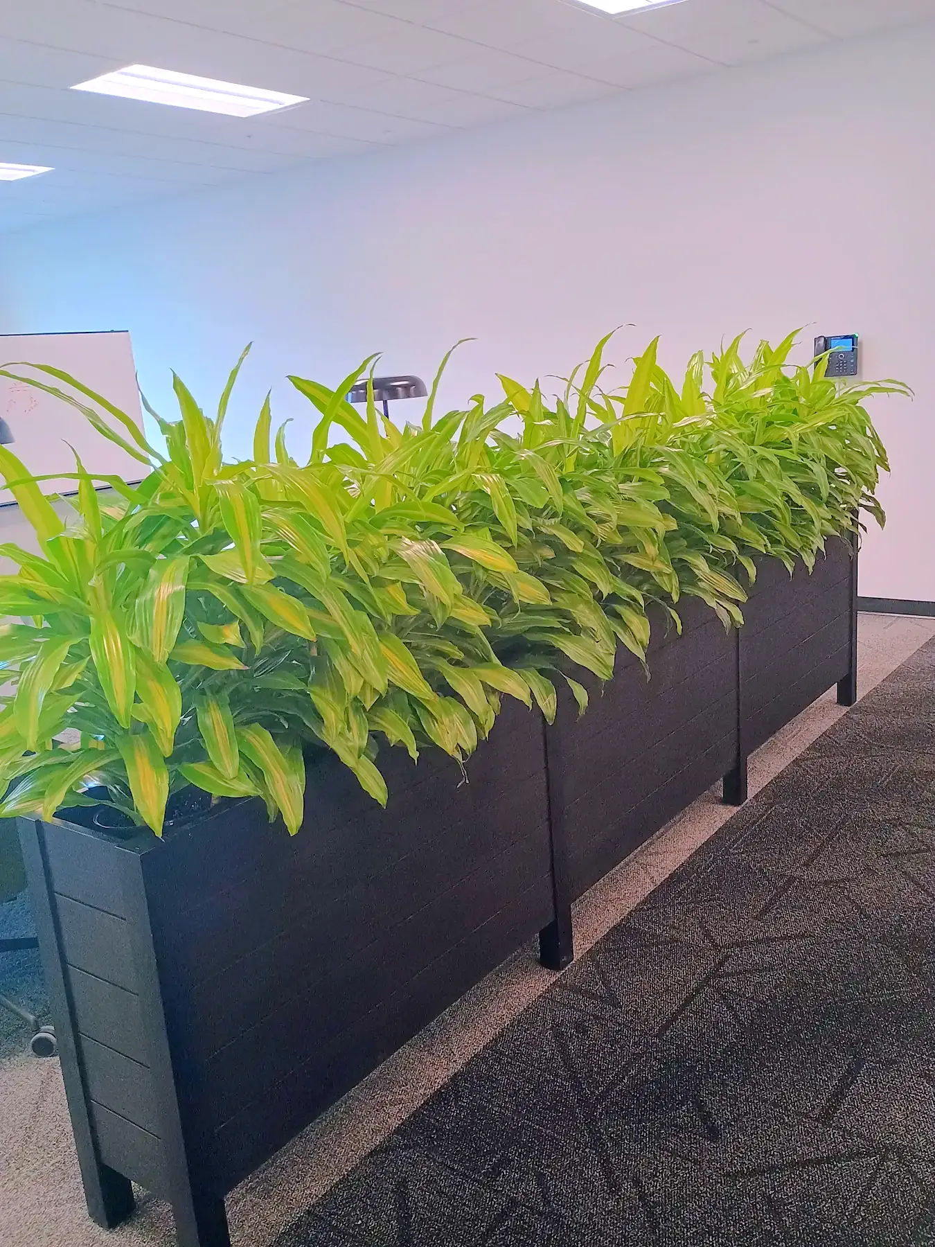 Lemon-lime dracaena in a long black planter dividing workstations