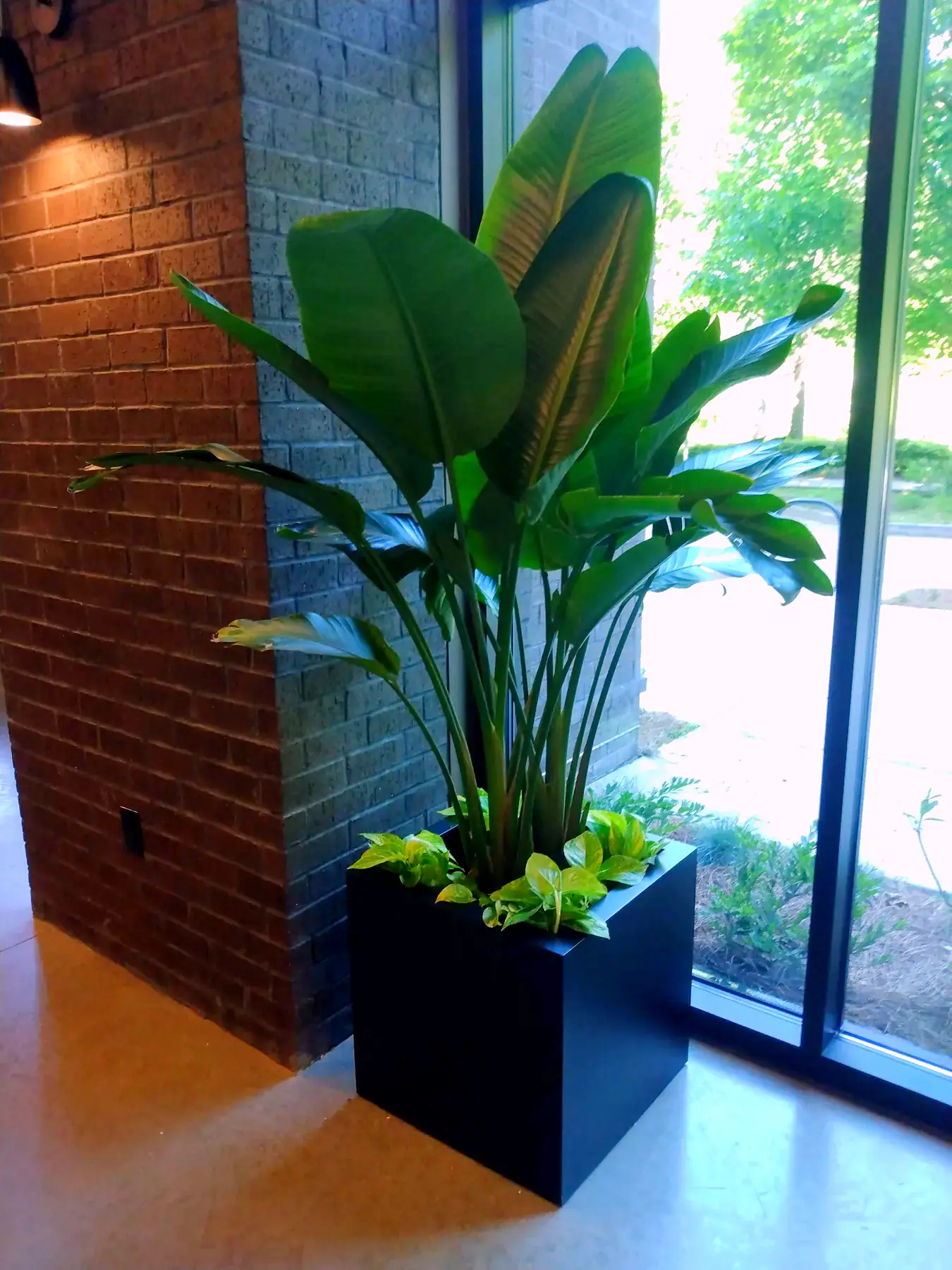 Two tall tropical plants in square black planters flanking a glass lobby entrance