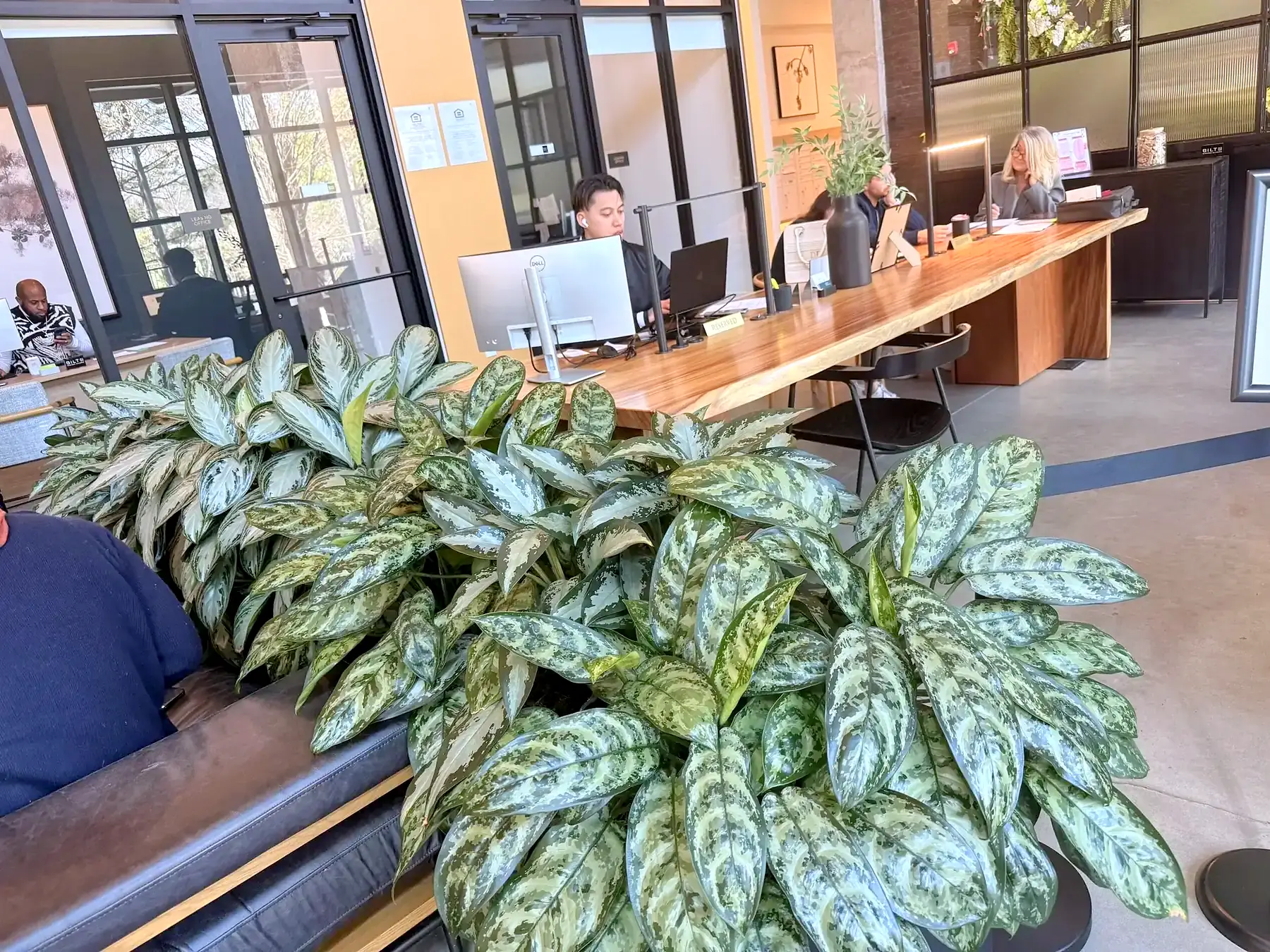 Row of aglaonema in low planters behind lobby lounge seating