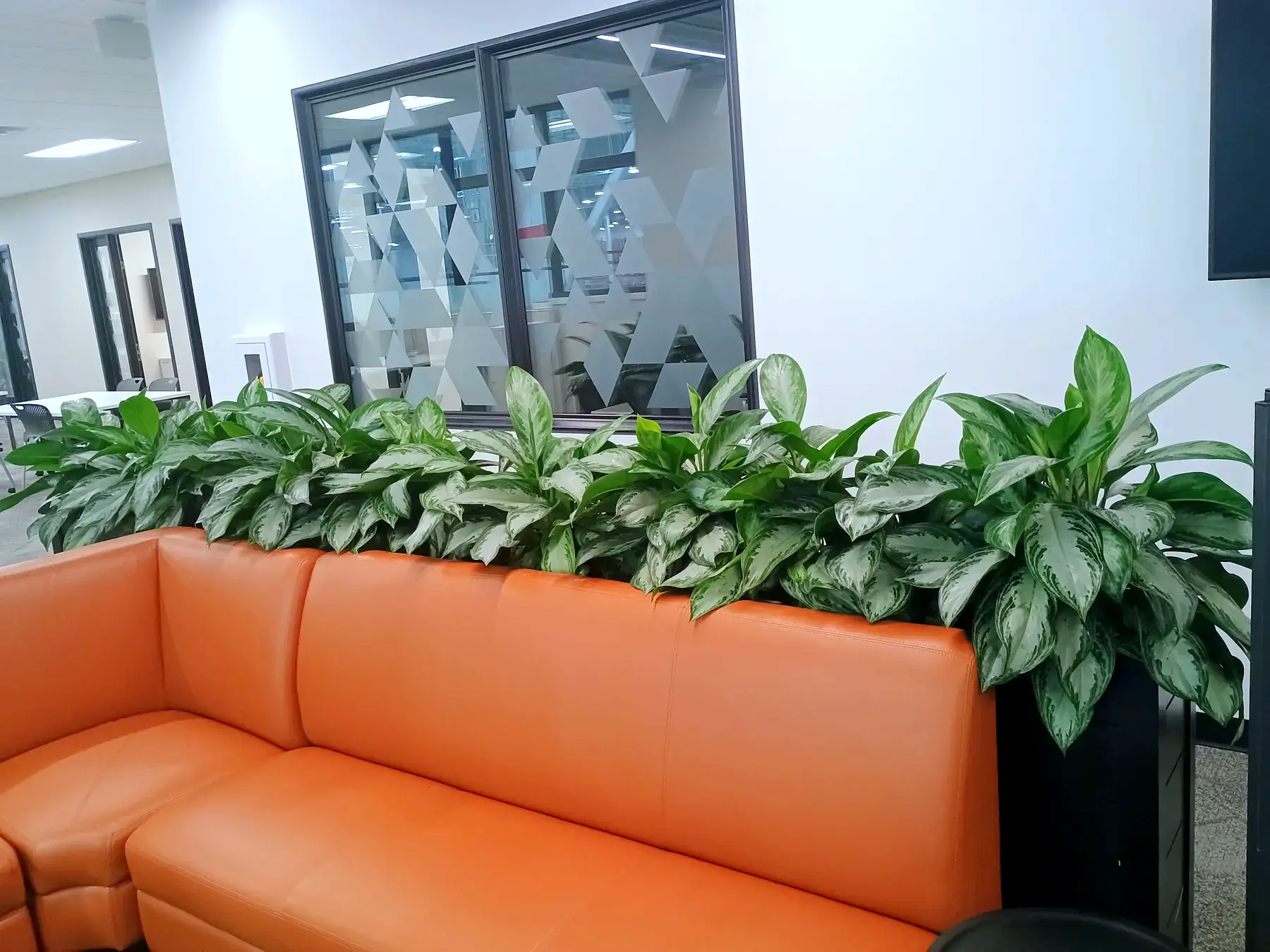 Low planter of aglaonema behind an orange lounge sofa