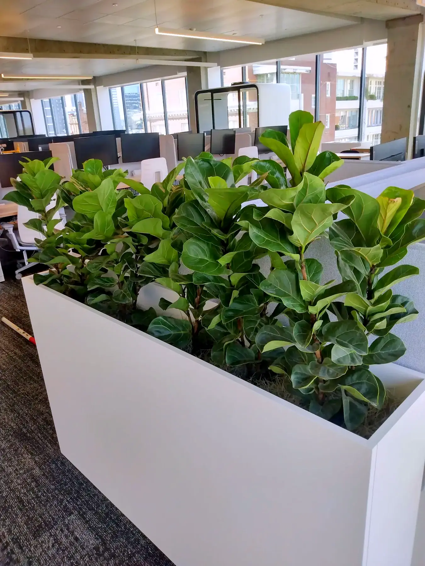 Ficus in tall white planters dividing an open office