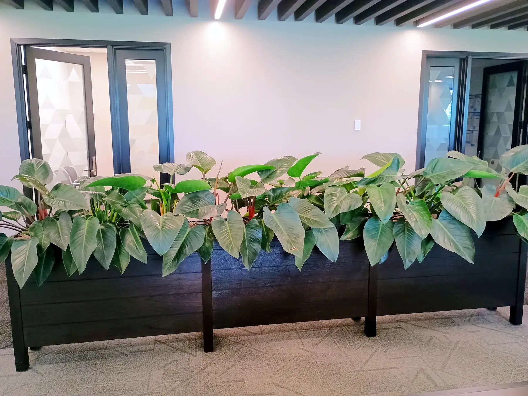 Long black planter of philodendron beside glass office doors