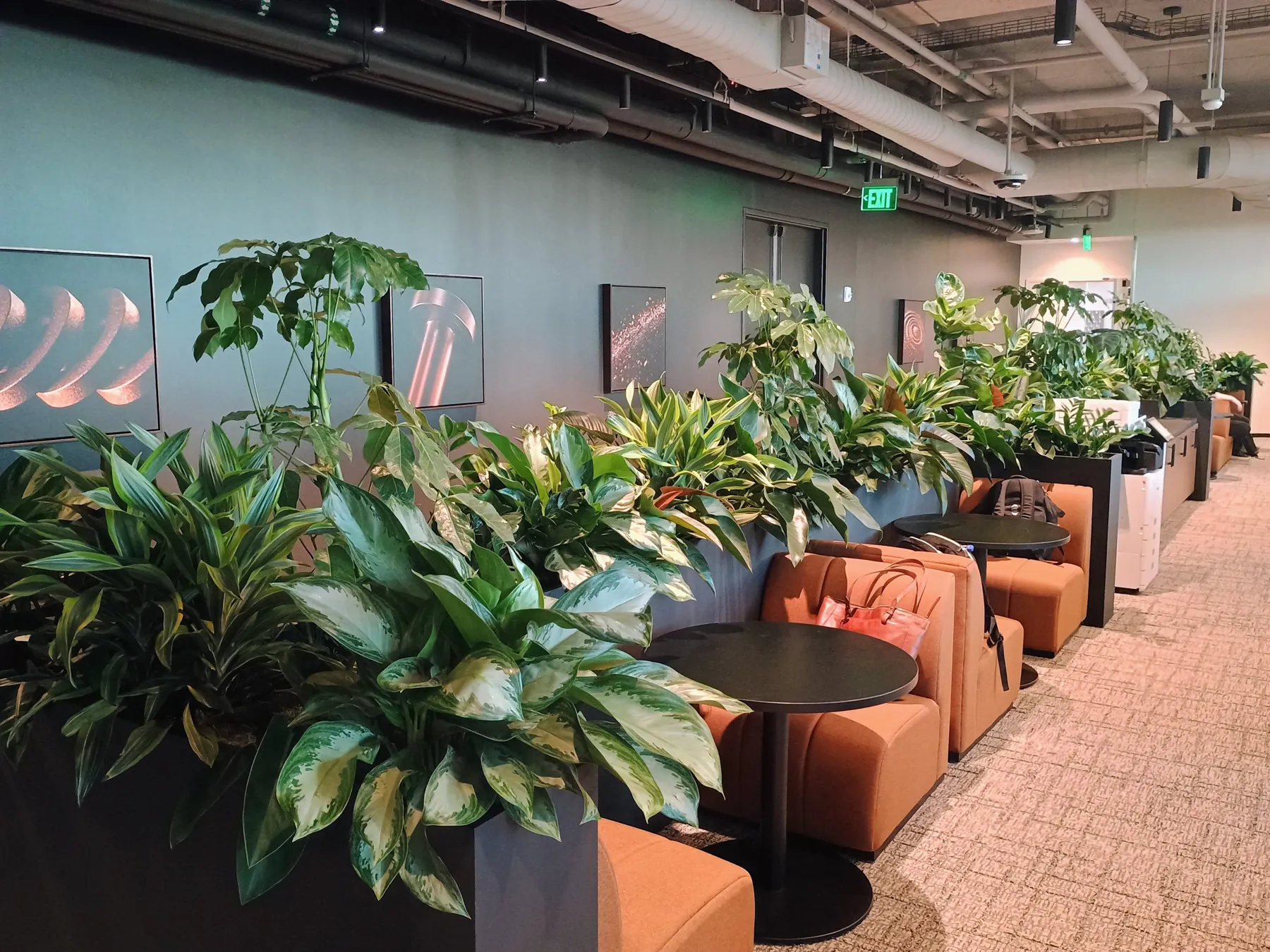 Long planter run of aglaonema and dracaena beside booth seating in an open office