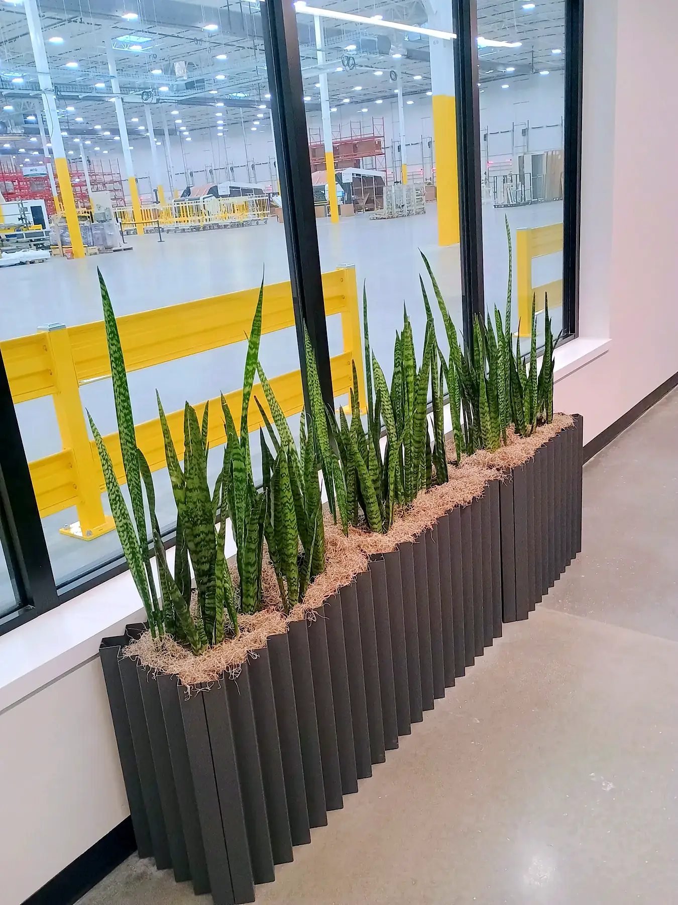 Snake plants in charcoal fluted planters along a warehouse-office window