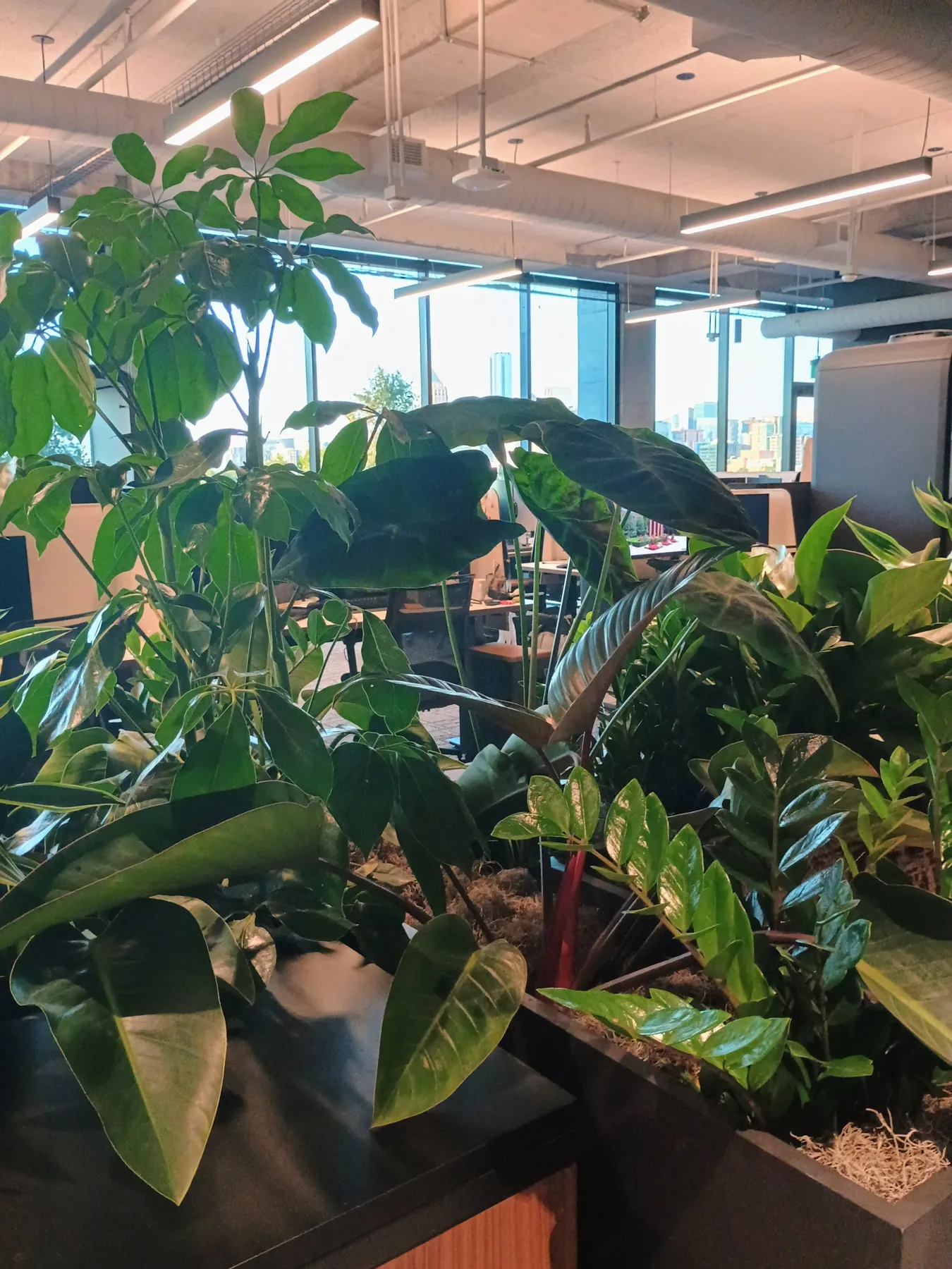 Close view of a layered planter of alocasia, schefflera and tropicals in an open office